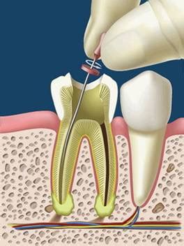 Embriologia Buco Dental Complejo Dentino Pulpar