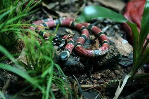 🐍 Serpiente de Coral: Características y Curiosidades » Animales Salvajes