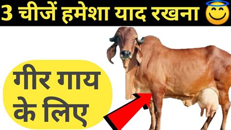 3 चीजें हमेशा याद रखना 😇😇गीर गाय के लिए डेयरी फामऀ मे Youtube