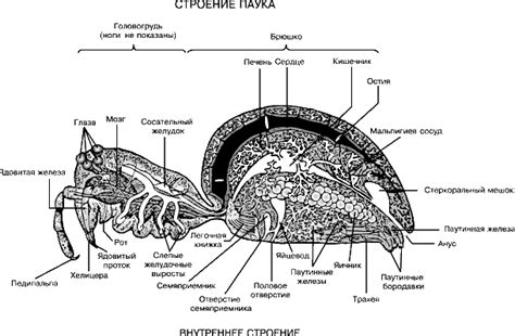 ПАУКИ | Энциклопедия Кругосвет