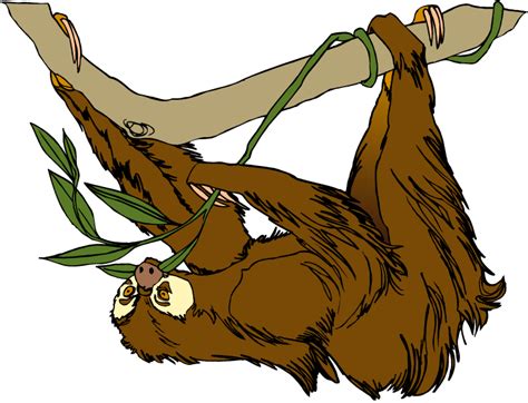 Sloth Drawing Clip art - others png download - 600*464 - Free ...