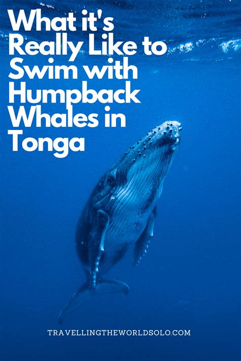 What Its Really Like To Swim With Humpback Whales In Tonga In 2023