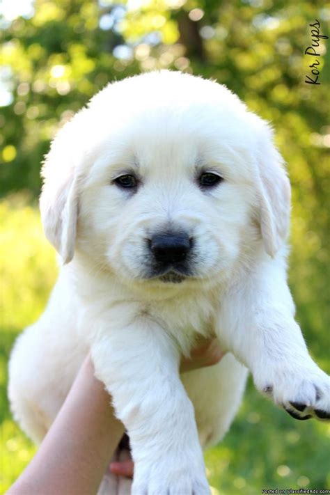 Best Photos English Cream Retriever Puppies Idaho English Cream