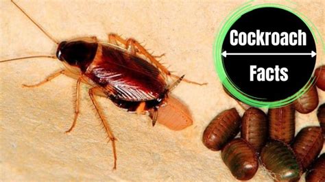 Cockroach Eggs Size, Appearance, Hatching - A Complete Guide With ...