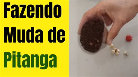 Como Germinar Semente De Pitanga Como Fazer Muda De Pitanga Em Vaso