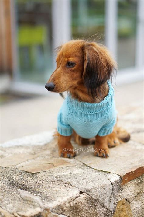 Dachshund Clothes Dachshund Sweater Dog Clothes Dog Sweater Wiener Dog ...