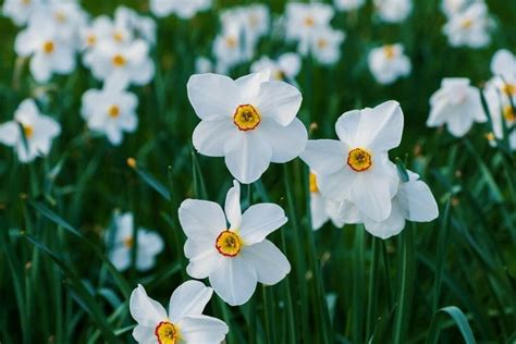 December Birth Month Flowers Narcissus Poinsettia And Holly Petal