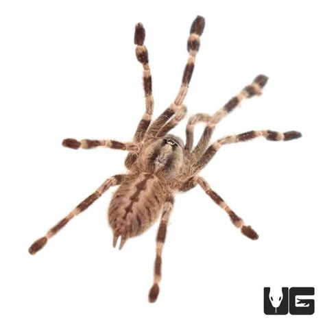 Bengal Four Spotted Ornamental Tarantulas For Sale Underground Reptiles