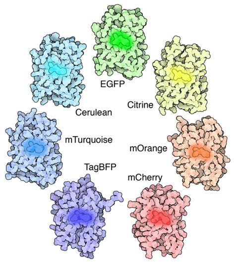 Gfp Yfp