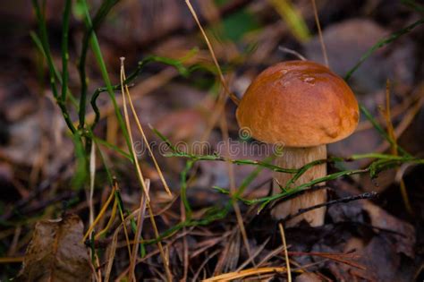 Beautiful Fresh Edible Mushrooms Porcini Mushrooms In A Bright Green