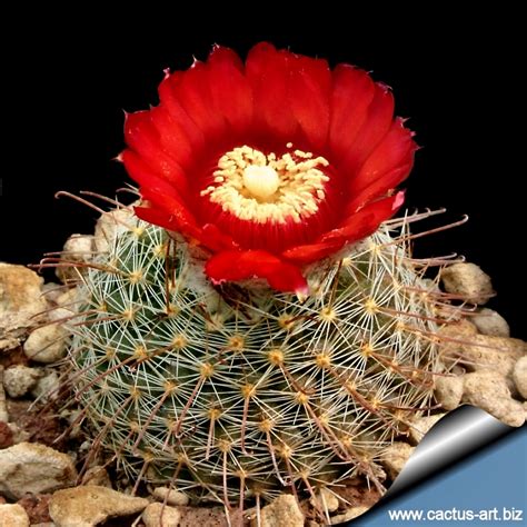 Parodia sanguiniflora