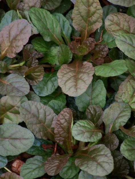 Ajuga Reptans Atropurpurea The Beth Chatto Gardens Beth Chatto