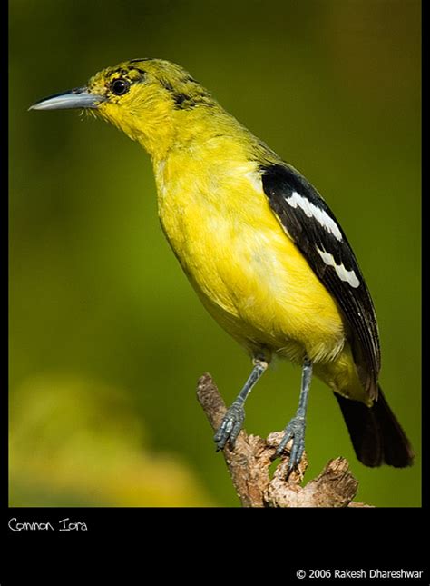 Common Iora - BirdForum Opus | BirdForum