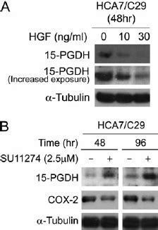 Inhibition Of Met In Hca C Cells Reduces Cox And Increases Pgdh