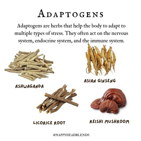 Herbal Adaptogens What Are They And What Do They Do Herbalism