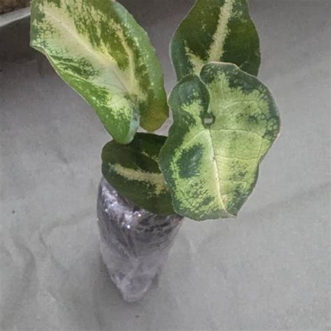 Kei Yoki African Violet Starter Plant ALL PLANTS Require You to ...
