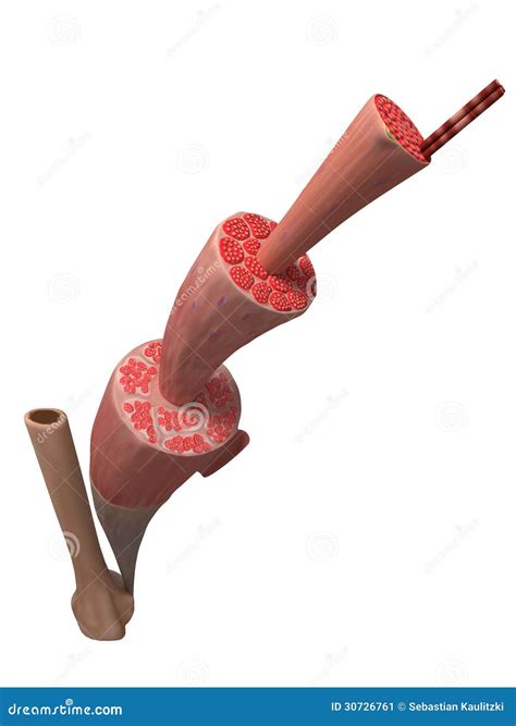 match the muscle fiber component with its function. 4