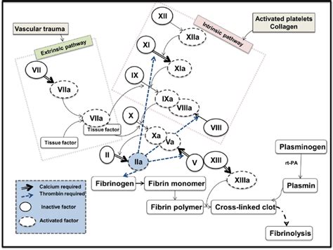 fibrinogen clotting pathway