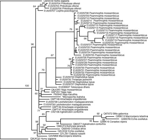 Bayesian Molecular Phylogeny Of SVMP ADAM Toxins The Outgroup Is The