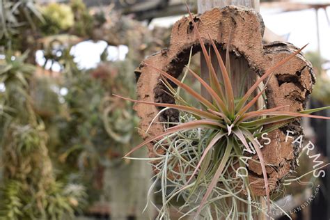 Cork Rings - Davis Farms Wholesale Tillandsias