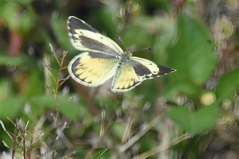 Dainty Sulphur Butterfly