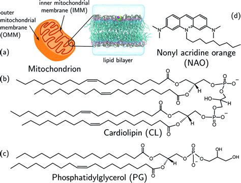 A Schematic Representation Of A Mitochondrion With Lipid Bilayer