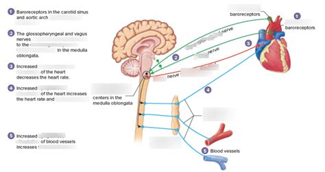 Baroreceptors Diagram | Quizlet