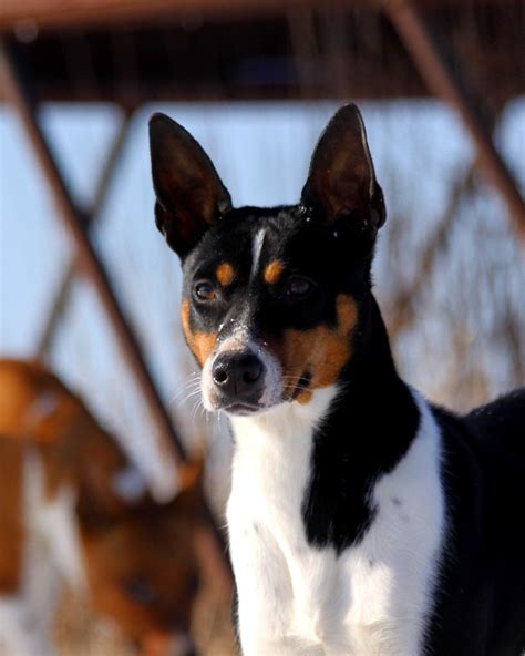 Seegmiller Standard Rat Terriers Female Rat Terriers