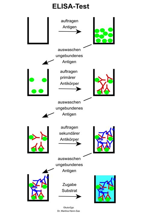 Elisa - Nachweis mit Hilfe einer Immunreaktion 