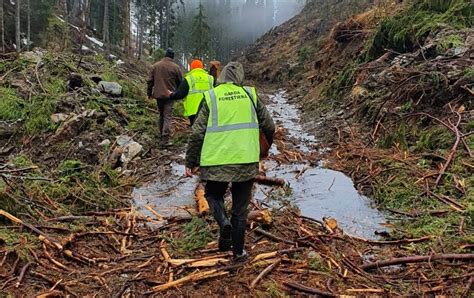 Noi T Ieri Ilegale De Copaci Descoperite De Garda Forestier Timi Oara