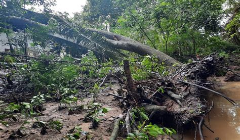 Noticia Tolima Invierno Provocó Pérdidas De Cultivos Alerta Tolima