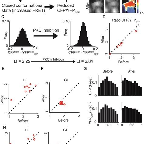 Pkc Inhibition Alters Li And Gi A Pkc Inhibition Is Expected To Lead Download Scientific