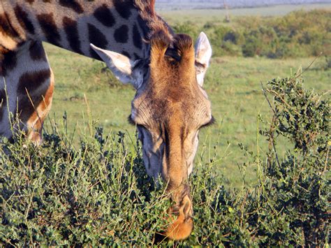 africa, giraffe, wild animal 4k wallpaper - Coolwallpapers.me!