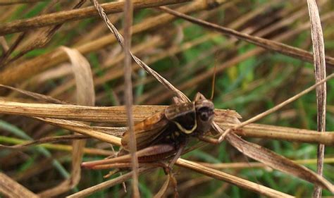 Crickets In The House Heres How To Get Rid Of Them