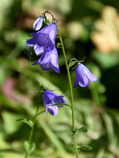 Free Images Nature Blossom Meadow Flower Purple Petal Bloom