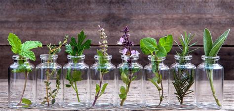 5 plantes médicinales faciles à cultiver dans son jardin E Briancon