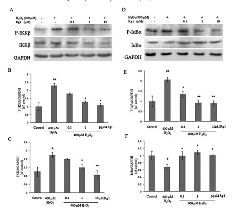 Figure 2 From Ginsenoside Rg1 Protects Against Hydrogen Peroxide