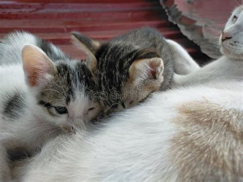 Three Kittens Suckling On Their Mother It S On A Hot Roof Stock Image Image Of Roof Milk