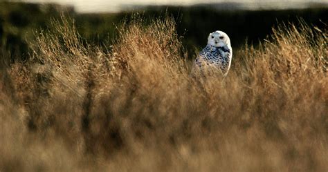 A Snowy Owl Finds Its Camouflage Photograph by Andy Clark - Fine Art America