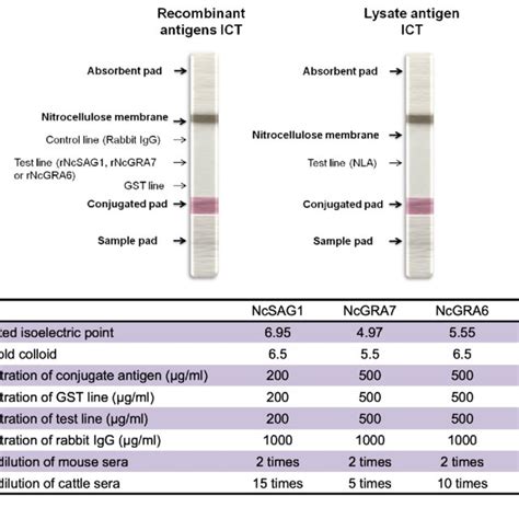 Immunochromatographic Test Ict Design And Preparation Upper Panel