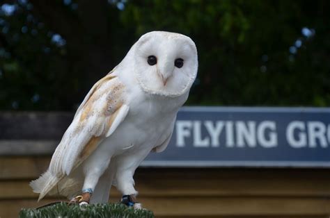 Suffolk Owl Sanctuary | Visit Suffolk