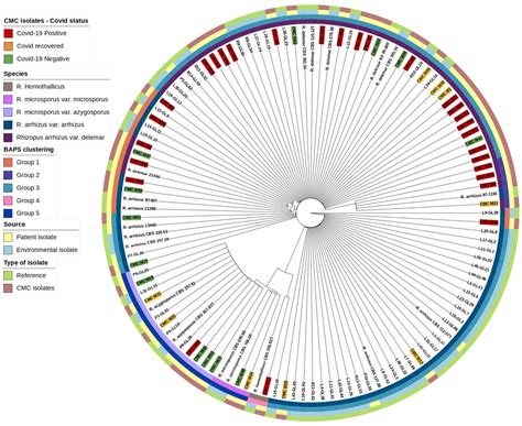 Frontiers Whole Genome Analysis Of Rhizopus Species Causing Rhino