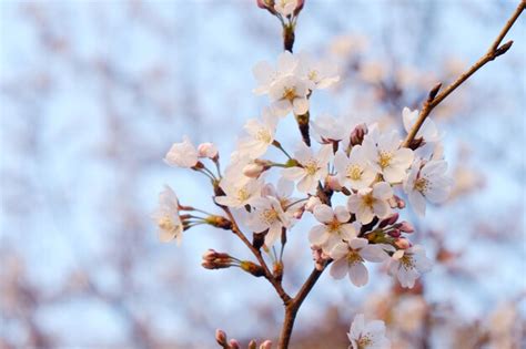 Premium Photo | Cherry blossoms in spring, japan