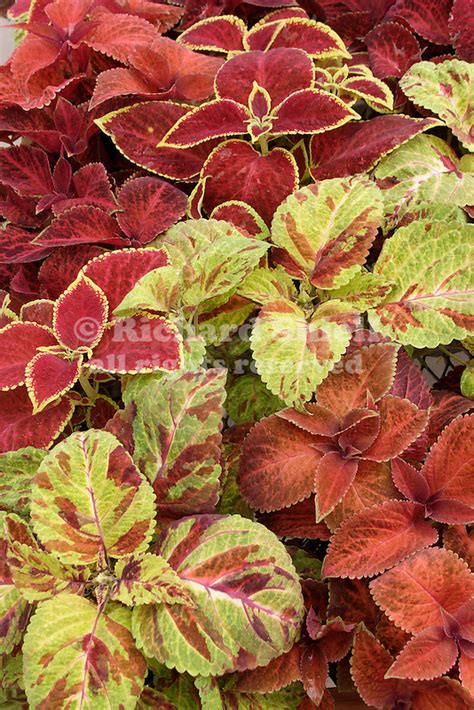 Cld Wizard Select Mix Coleus Solenostemon Cv At Santa Paula