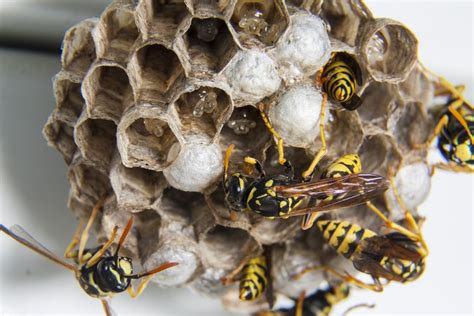 What Attracts Wasps To Your Home Plus How To Repel Them