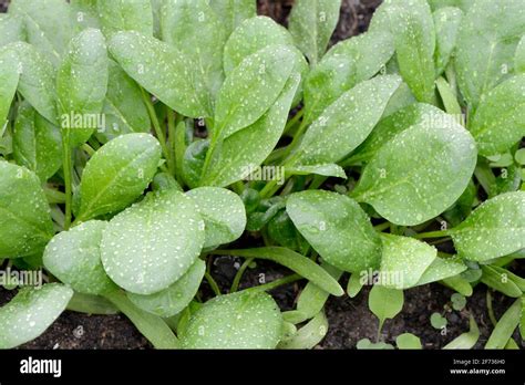 Spinach Spinacia Oleracea Stock Photo Alamy