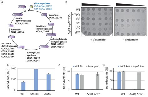 Bacterial Cell Cycle Control By Citrate Synthase Independent Of