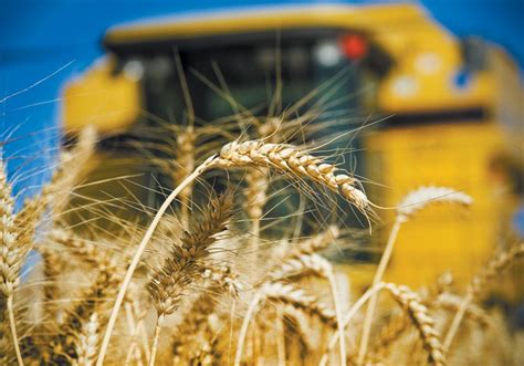 U S Wheat Stocks Bigger Than Expected Now Watching Weather The