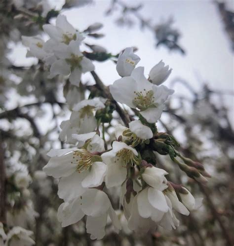 Snow Fountain Cherry 3 – Northern Family Farms