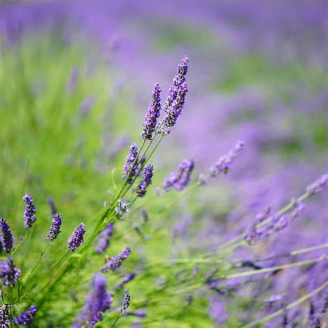 lavender flower meanings  symbolism simplybeyondherbs